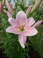 [3162 Rocelli World B No02.JPG]